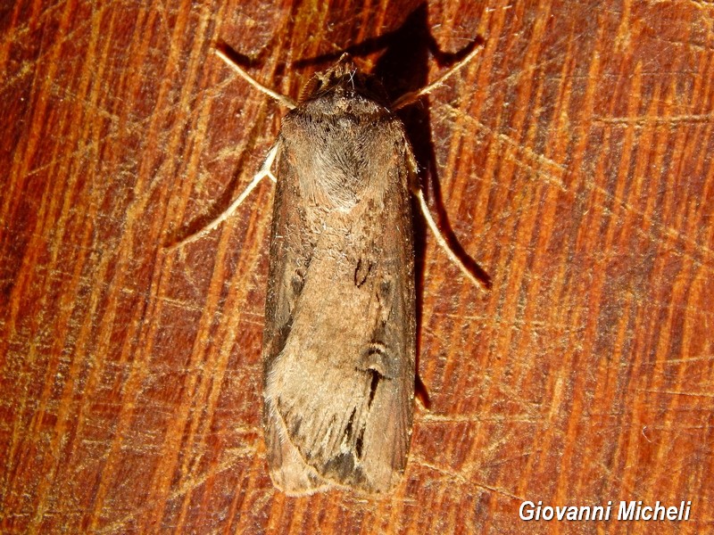 Noctuidae da determinare - Agrotis ipsilon